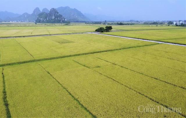 Xuất khẩu gạo đầu năm 2026: Tăng trưởng giữa vòng xoáy cạnh tranh